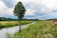 Białowieża Forest - Clouds looming over the wetlands of Białowieża National Park. Białowieża National Park is one of the few places where the original landscape and...