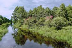 Oerbos van Białowieża - Het laatste oerbos van Europa bevindt zich in Białowieża Nationaal Park in Polen en Nationaal Park Belovezhskaya Pushcha in Belarus. In het... Oerbos van Białowieża - Het laatste oerbos van Europa bevindt zich in Białowieża Nationaal Park in Polen en Nationaal Park Belovezhskaya Pushcha in Belarus. In het...