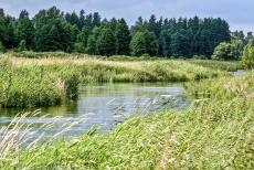 Oerbos van Białowieża - De wetlands van Białowieża Nationaal Park, een groot natuurgebied in het noordoosten van Polen. In het park ligt het oerbos van... Oerbos van Białowieża - De wetlands van Białowieża Nationaal Park, een groot natuurgebied in het noordoosten van Polen. In het park ligt het oerbos van...