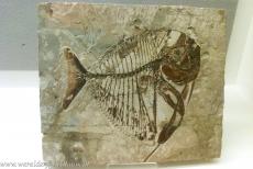 Fossielen van beenvissen, westelijke Limfjord - Westelijke Limfjord, Fur Museum: Een spectaculair goed bewaard gebleven fossiel van de uitgestorven eocene maanvis (Mene rhombea). Hoewel dit... Fossielen van beenvissen, westelijke Limfjord - Westelijke Limfjord, Fur Museum: Een spectaculair goed bewaard gebleven fossiel van de uitgestorven eocene maanvis (Mene rhombea). Hoewel dit...