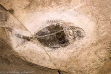 Fossielen van beenvissen, westelijke Limfjord - Westelijke Limfjord, Fur Museum: Een indrukwekkend goed bewaard gebleven fossiel van de uitgestorven, 55 miljoen jaar oude beenvis... Fossielen van beenvissen, westelijke Limfjord - Westelijke Limfjord, Fur Museum: Een indrukwekkend goed bewaard gebleven fossiel van de uitgestorven, 55 miljoen jaar oude beenvis...