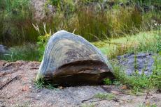 Fossielen van beenvissen, westelijke Limfjord - Westelijke Limfjord: Dit opvallende rotsblok is een typische prehistorische cementsteen-konkretie, gevonden in de 55 miljoen jaar oude molerklei... Fossielen van beenvissen, westelijke Limfjord - Westelijke Limfjord: Dit opvallende rotsblok is een typische prehistorische cementsteen-konkretie, gevonden in de 55 miljoen jaar oude molerklei...