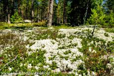  Burial Site of Sammallahdenmäki - Burial cairns covered with reindeer moss at the Bronze Age Burial Site of Sammallahdenmäki in Finland. The most important granite burial...