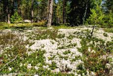  Burial Site of Sammallahdenm&auml;ki - Burial cairns covered with reindeer moss at the Bronze Age Burial Site of Sammallahdenm&auml;ki in Finland. The most prominent granite burials are...