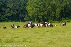 Schokland and Surroundings - Schokland and Surroundings: Until the 17th century, there was enough suitable soil for farming and cattle breeding. Storms and floods caused...