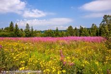 High Coast / Kvarken Archipelago - High Coast Kvarken / Archipelago: A field of flowering rosebay willowherb in the High Coast. During the Latest Ice Age, Scandinavia was...