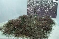 Auschwitz - Birkenau - Brillen van slachtoffers van de nazi's, afgenomen voor ze naar de gaskamer werden gestuurd. In de zogenaamde 'Sauna' is een... Auschwitz - Birkenau - Brillen van slachtoffers van de nazi's, afgenomen voor ze naar de gaskamer werden gestuurd. In de zogenaamde 'Sauna' is een...