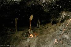 Koninklijke Wieliczka en Bochnia Zoutmijnen - Koninklijke Wieliczka en Bochnia Zoutmijnen: Tijdens de rondleiding door de zoutmijnen komen bezoekers door meerdere mijnkamers,...