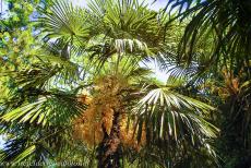Botanical Garden (Orto Botanico) of Padua - The Botanical Garden of Padua is the oldest academic garden in the world. The oldest plant in the botanical garden is a palm tree, called the...