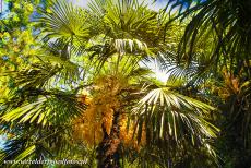 Botanical Garden (Orto Botanico) of Padua - The Botanical Garden of Padua is the oldest academic garden in the world. The oldest plant in the botanical garden is a palm tree, called the...