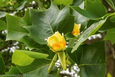 Botanical Garden (Orto Botanico) of Padua - The tulip tree (Liriodendron tulipifera) was imported into Italy for the first time by the Botanical Garden (Orto Botanico) of Padua in the 17th...
