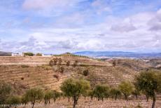 Alto Douro Wine Region - Alto Douro Wine Region: The terraced vineyards and a quinta, a wine-producing farm. There are also fig and olive orchards in the Alto Douro...