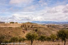 Alto Douro wijnstreek - Alto Douro wijnregio: Op de terrassen staan niet alleen druivenstokken, maar erop liggen ook boomgaarden met olijven en...