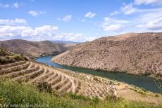Alto Douro Wine Region - The terraced vineyards of the Alto Douro Wine Region are situated along the river Douro and its tributaries....