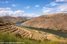 Alto Douro wijnstreek - De wijngaarden van de Alto Douro zijn in terrassen aangelegd langs de Douro en haar zijrivieren. In de Alto Douro wordt al bijna tweeduizend...