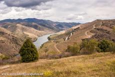 Alto Douro wijnstreek - De Alto Douro is een Portugees gecultiveerd wijnlandschap langs de oevers van de Rio Douro. Het gebied is het meest bekend door de...