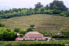 Alto Douro Wine Region - Alto Douro Wine Region: Terraced vineyards surround a quinta, a Portuguese wine-producing farm. On the steep and rocky slopes vines have been...